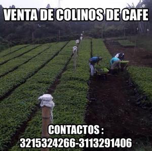 Venta de Colinos de Cafe