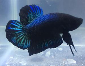 Pez Betta Orquídea Negra