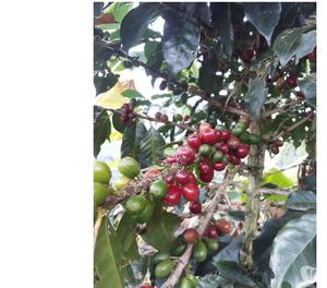 SE VENDE FINCA CAFETERA