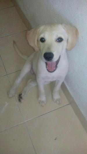 Adorable Labrador Dorado Hembra