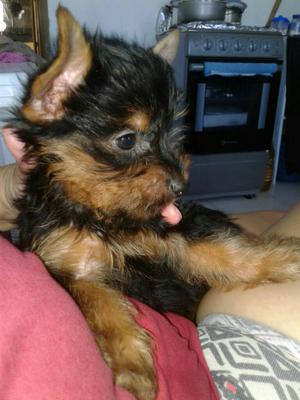 Atención, Cachorros Yorkshire Terrier