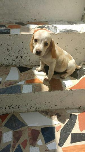 Beagle Limon