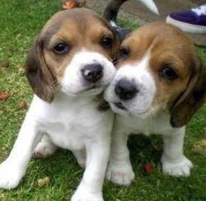 Beagles~~ Venta Cachorros Puros