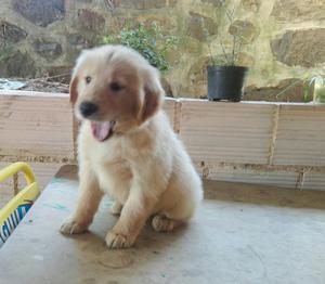 Cachorra Golden Retriever