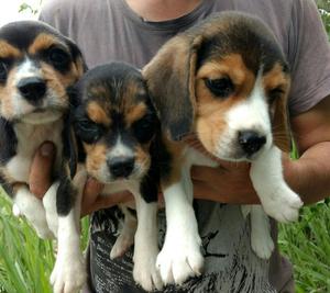 Cachorritas Beagle Tricolor