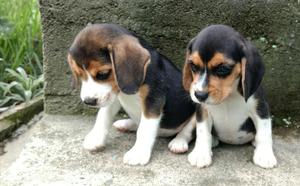 Cachorritos Beagle Disponibles