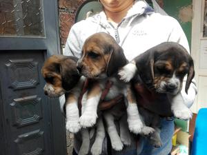 Cachorros Beagle