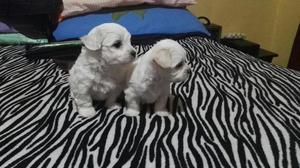 Cachorros Fresh Poodle Mini Toy