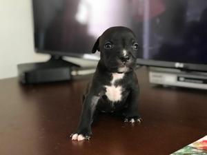 Cachorros Pitbull