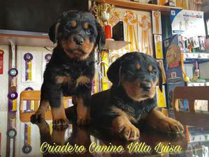 Cachorros Rottweiler Criados En Villa Luisa.