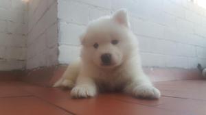 Cachorros Samoyedos Puros