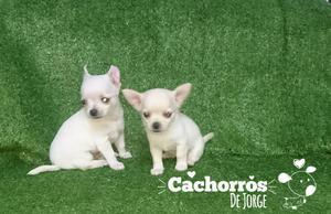 Chihuahua Machos Disponibles Medellin