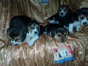 Disponibles Cachorros Beagle Tricolor Criadero P.c