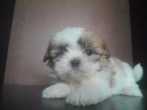 Disponibles Cachorros Shih Tzu Mini Criadero Shopdoggys