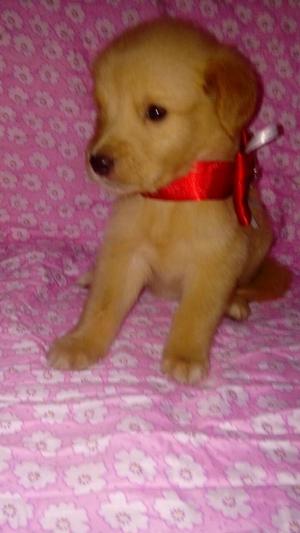 Divina Hermosa Golden