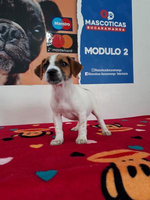 Estupenda Hembra Jack Ruseel Terrier