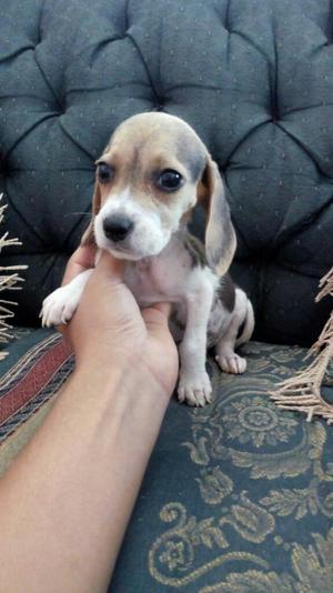 Hermosa Beagle Tricolor 13 Pulgadas