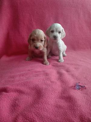 Hermosos Coker Spaniel