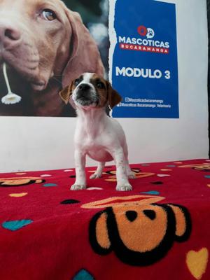 Jack Russell Fotos Reales