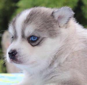 La Mas Hermosa Pomsky Espectacular Hembra Husky Mini Pura