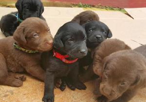 Labradores~~ Cachorros de Venta en Cali