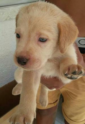 Labradores Dorados