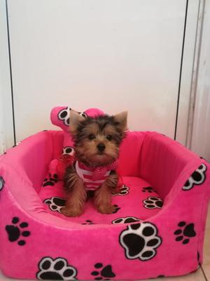 Linda Cachorra Yorkie en Venta