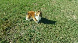 Mini Shetland Sheepdog Machos