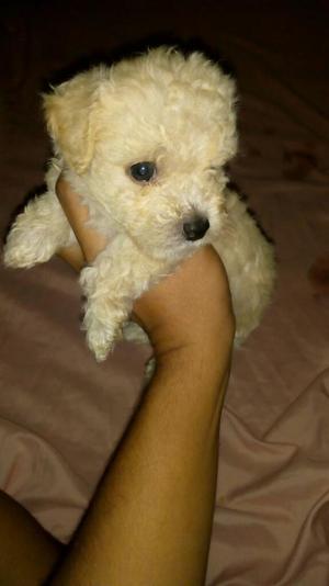 Mini Toy French Poodle