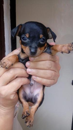 Perros Pincher Chihuahua