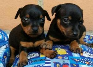 Pinscher~~ Hembra Y Macho en Venta