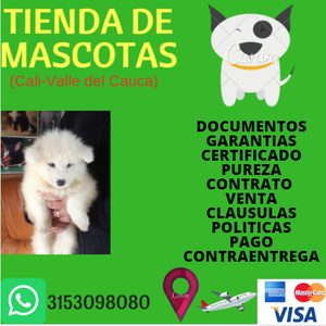 SAMOYEDO REAL MANTO CREMA