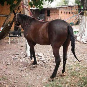 Se Vende Caballo Barato Capon