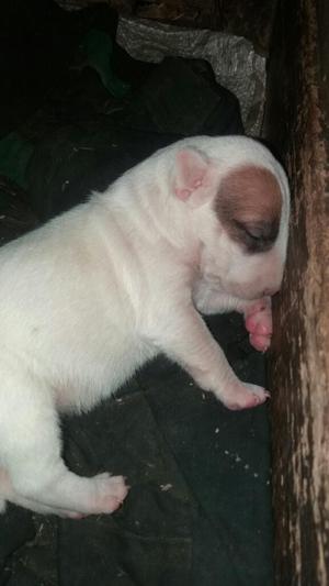 Se Vende Hermosa Cachorrita Bull Terrier