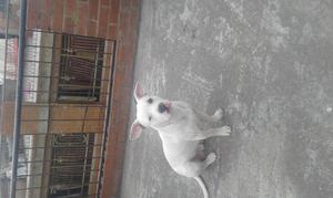 Se vende perro