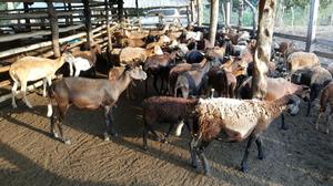 Se vende pie de cría de carneros y reproductor Santa Ines