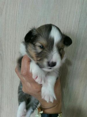 Shetland Sheepdog Mini