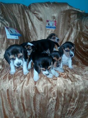 Tiernos Cachorros de Beagle Tricolor Criadero P.c.i