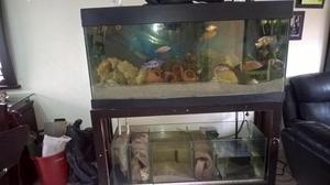 VENDO ACUARIO CON REFF