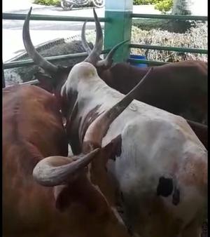 Vaca Y Toro Watusi Originarios de La Ind