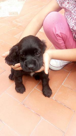 Vendo. Hermosa Perrita Coker Spaniel