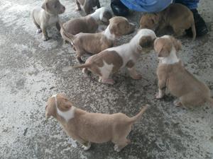 Vendo Perro Pitbull