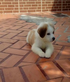 Vendo bella cachorra San Bernardo