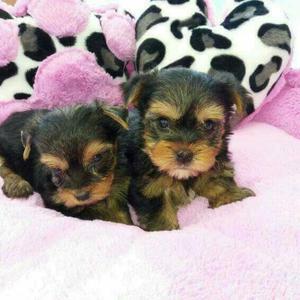 Yorkshire Terrier