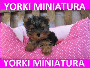 fascinantes cachorros yorki mini en venta