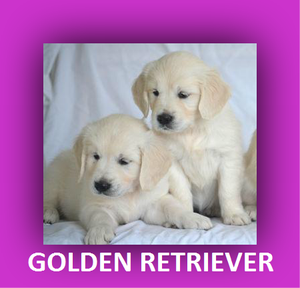 golden dorados en venta cachorritos pura raza*