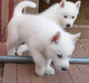 hermosa husky siberiana ojos azules de oportunidad