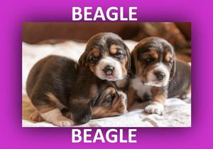 pet shop vende beagles' garantizados**