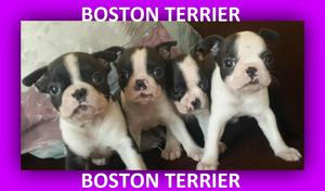 sensacional camada de cachorros boston terrier en venta