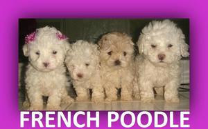 tienda de mascota vende french poodle cachorros!!!!!!!